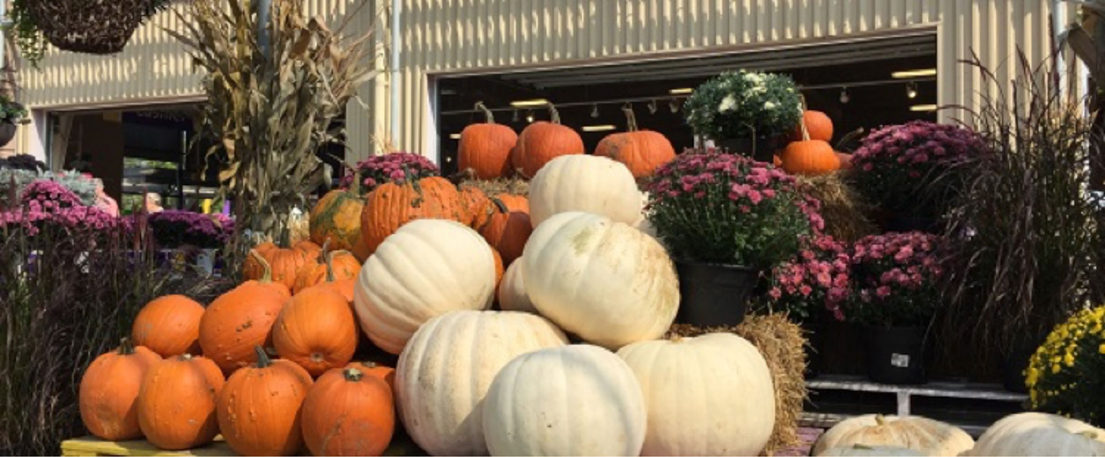 From Canada With Love white pumpkins