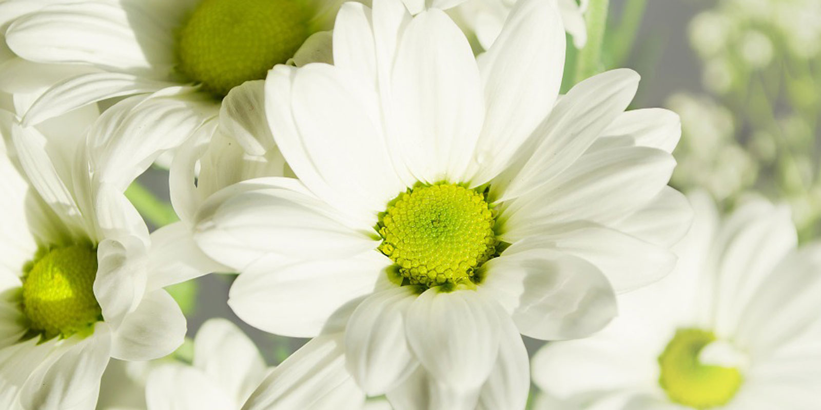 Make this sales season a green one with ecofective® Make this sales season a green one with ecofective®