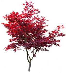 Fruit Tree