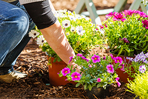 Help your plants grow