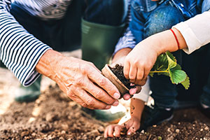 compost - an olden man and young child planting together