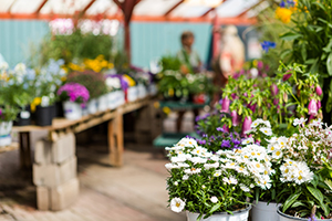 Outdoor plant sales were still growing strong in December