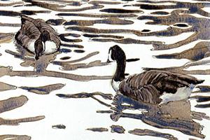 Wright Fine Art Ltd - Canada Geese On Water artwork