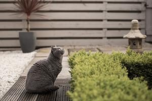 A feline-friendly garden with Cats Protection