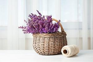 Lavender plants in basket
