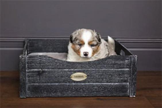 Scruffs® “Best in Show” Bed at Crufts® 2019