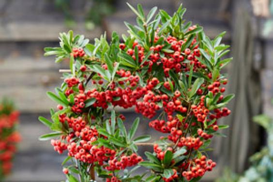 Pyracantha ‘Red Star’