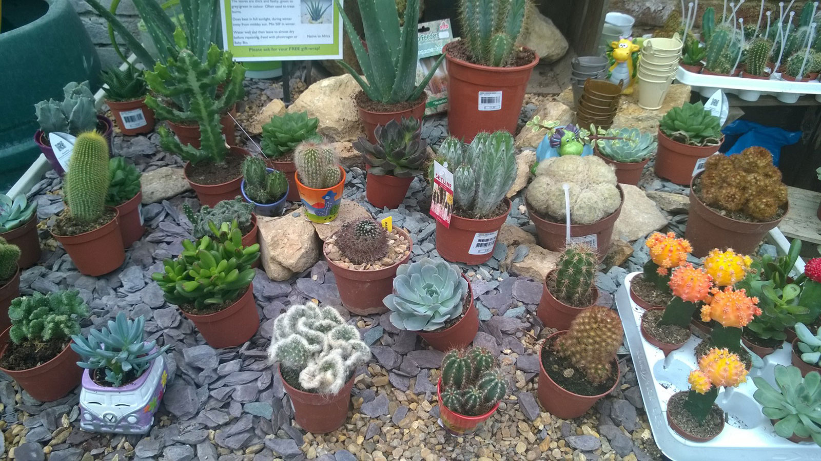 Houseplants see a resurgence with younger generation Houseplants