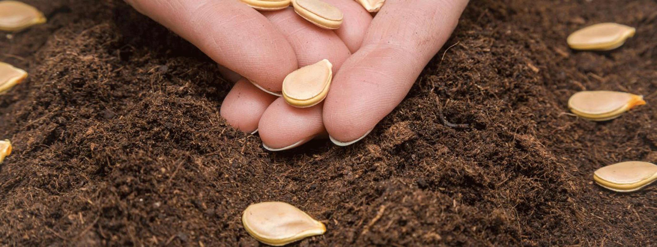 Make your own pumpkin soup with Haskins Garden Centres this Halloween pumpkin seeds