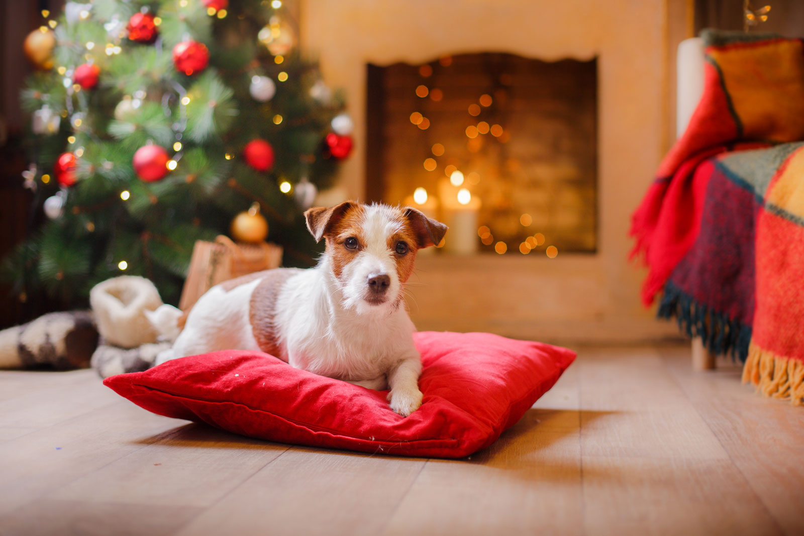 Whether you’re driving home for Christmas, or rockin’ round the tree Christmas dog