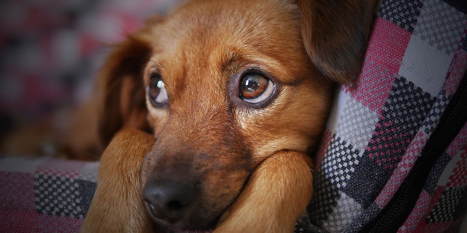 Banish those blues and go somewhere new this year with your dog Banish those blues and go somewhere new this year with your dog