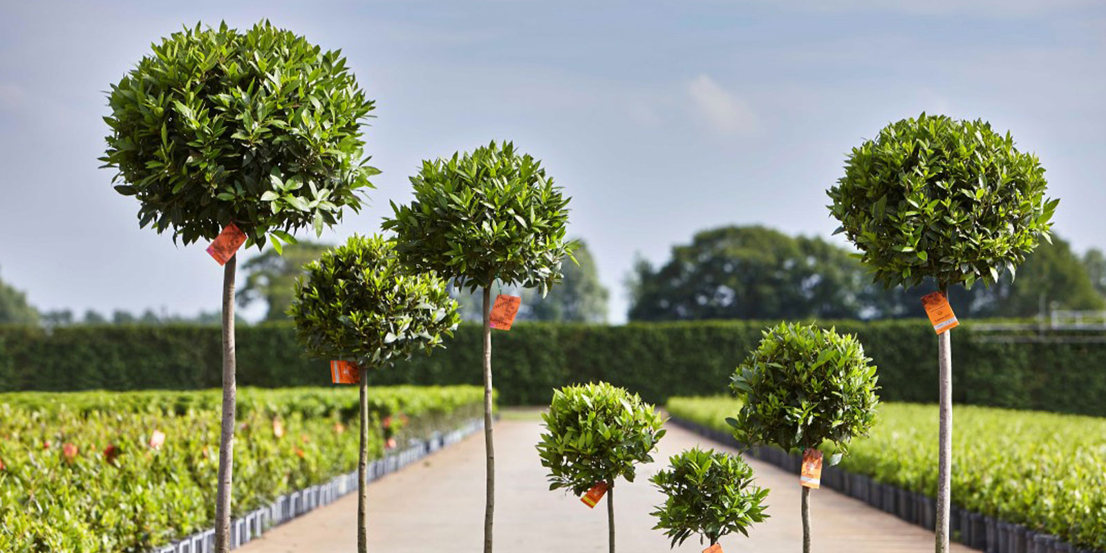Interview with Marian Maenhoudt, Laurica PlantsInterview with Marian Maenhoudt, Laurica Plants - Glee Spring Fair Interview with Marian Maenhoudt, Laurica Plants - Glee Spring Fair