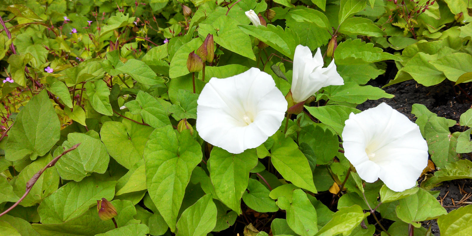 Gardeners see increase in invasive weeds and plants in spring 2018 Gardeners see increase in invasive weeds and plants in spring 2018
