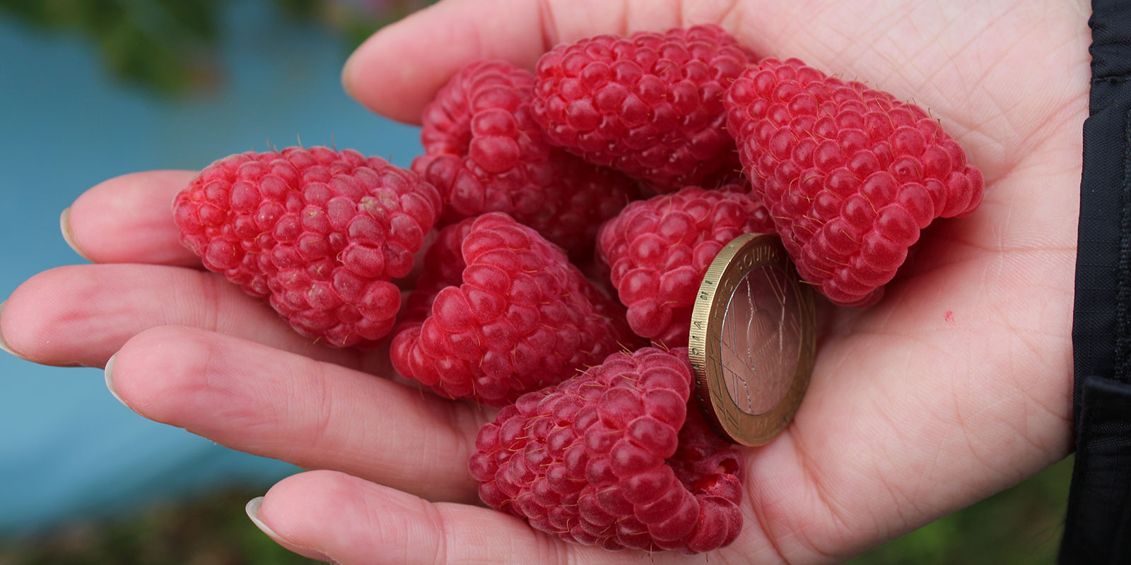 raspberry rust raspberry rust