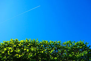 Hedges - A Year of Growing Challenges