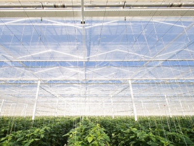 Plants inside a green house