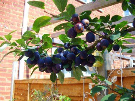 Damsons in the garden Gwen Petitpierre grown using Goodlifegateway to provide 4 varieties of Liquid Organic Plant Food