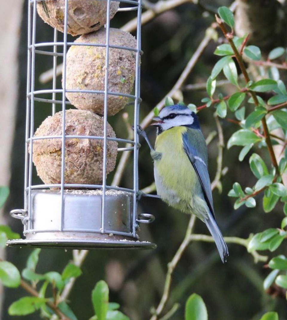 A blue tit bird on a feeder