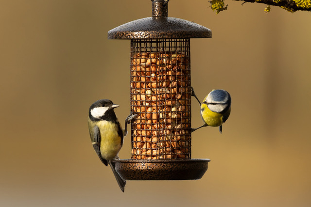 2 birds on a bird feeder eating Honeyfields wild bird feed