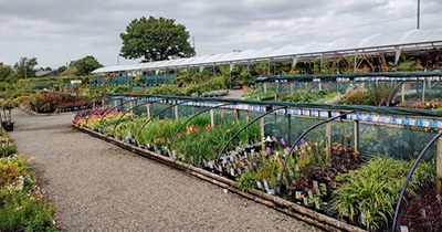 Jacksons Nurseries