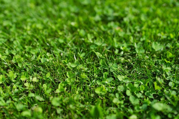 Lawn