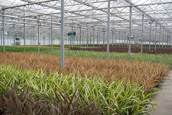 The Phormium Collection at Wyevale Nurseries retail plant collections