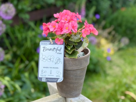 Plant Pot