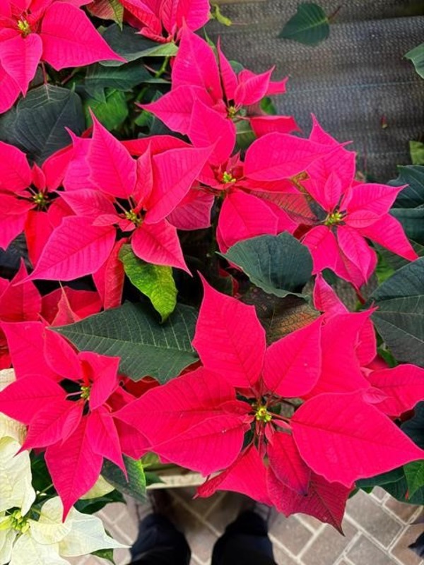 Poinsettia