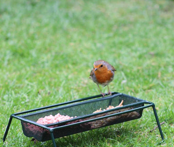 Robin