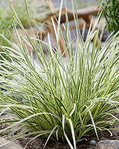 Wyevale Nurseries - Lomandra ‘White Sands’