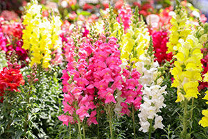 Antirrhinum majus or Snapdragon flowers are perfect for an allergy-free garden