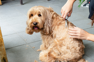 Dog having grooming treatment