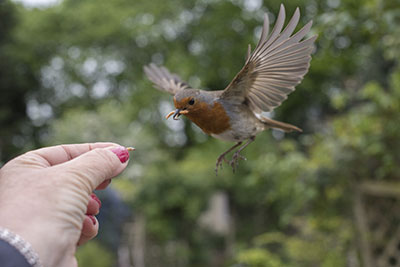 Lady feeding a bird, organic raised mealworms Tenebrio molitor Bug Factory