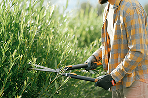 A man with shears, depicting that homeowners are unaware of gardening regulations