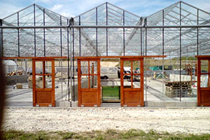 New Century Glasshouses - large glasshouse