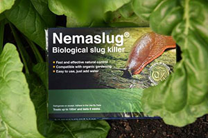 BASF to showcase biological slug control solution at RHS Cardiff 