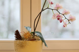 Orchid houseplant