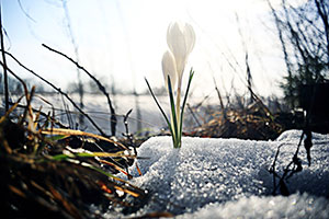 Garden in the winter