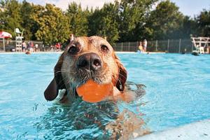 Dog in pool playing with HydroSqueeze ball HydroFreeze range of dog toys