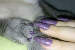 Cat and owner with matching purple manicures