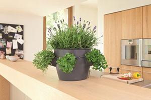 self watering plant pots