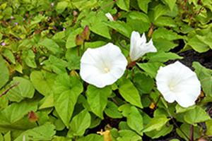 Gardeners see increase in invasive weeds and plants in spring 2018 