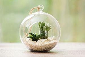 Delightful additions to Plantpak terrariums