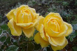 Frosty roses in a garden at winter