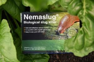 Tackle spring pests with Nemaslug