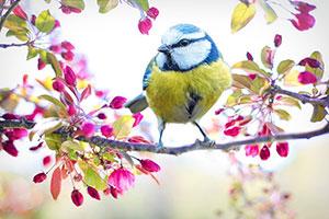 Feed birds using kitchen scraps