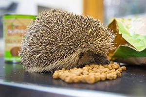 A hedgehog eating Hedgehog Food
