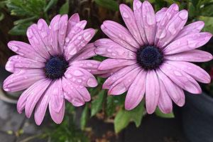 Purple plants in pots at The Great British Growing Awards