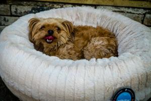 Small dog on Scruffs bed in rehoming charity