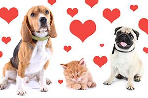 Valentine's Day dangers for cats and dogs